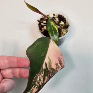 Variegated Philodendron Strawberry Shake Live Plant - Rare Pink Aroid Houseplant - Image 2