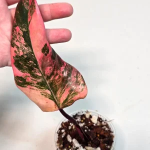 Variegated Philodendron Strawberry Shake Live Plant - Pink Philodendron - Image 2