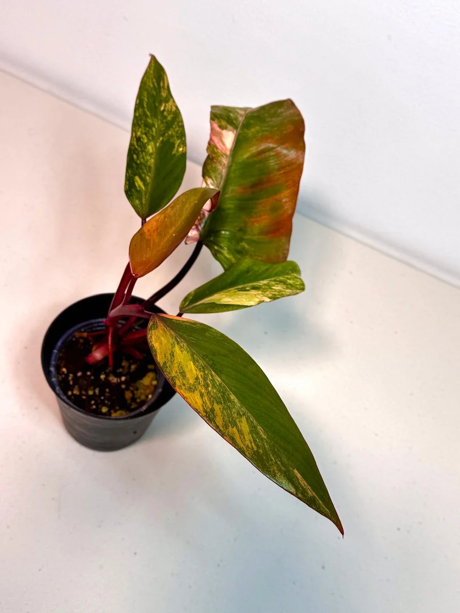 Variegated Philodendron Strawberry Shake Live Plant - Rare Pink Houseplant - Image 2