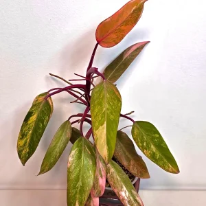 Variegated Philodendron Strawberry Shake Live Plant - Rare Pink Collector Plant - Indoor Houseplant - Image 2