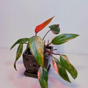 Variegated Philodendron Strawberry Shake Live Plant - Rare Pink Collector Houseplant - Image 2