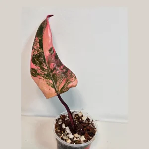 Variegated Philodendron Strawberry Shake Live Plant - Pink Philodendron Houseplant - Image 2