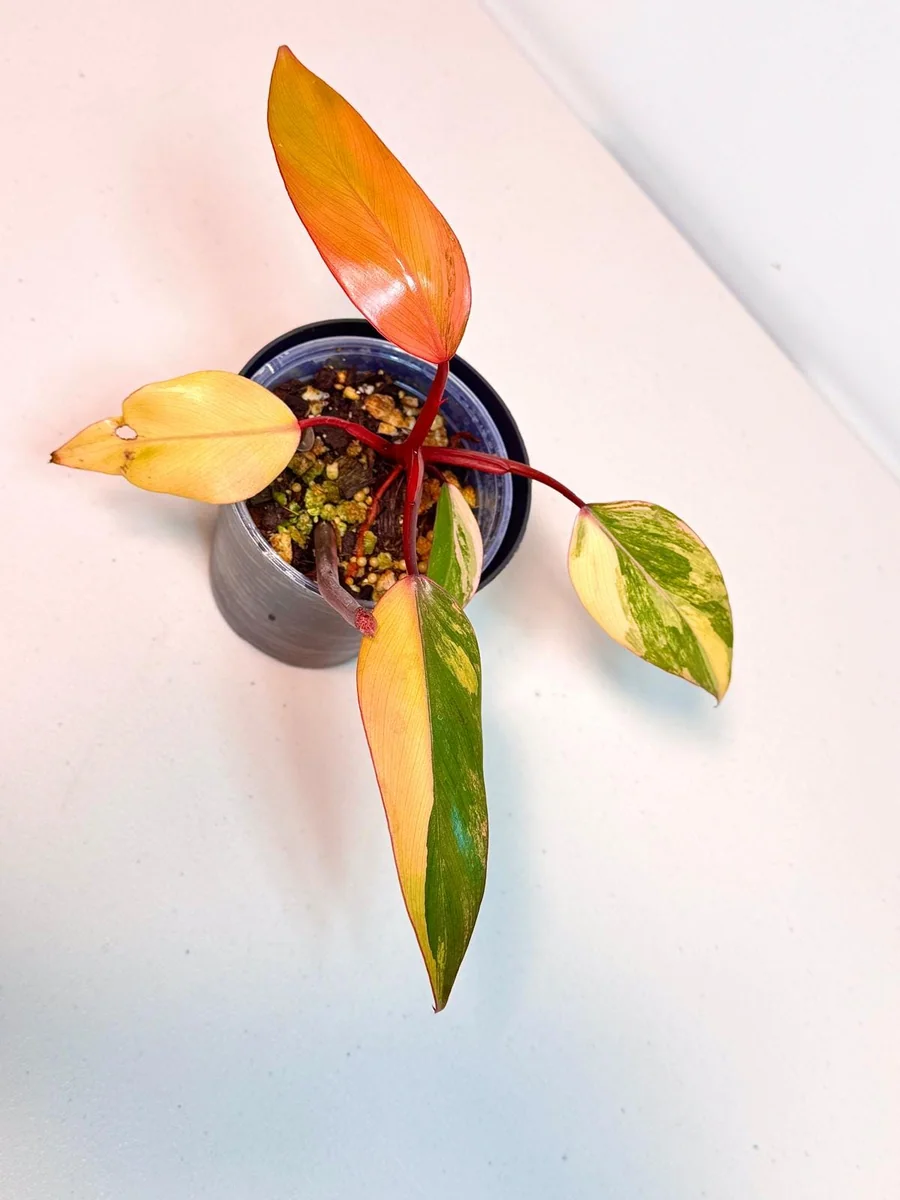 Variegated Philodendron Strawberry Shake Live Plant - Pink Aroid Houseplant - Image 2