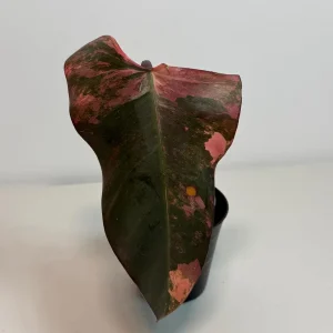 Variegated Philodendron Strawberry Shake Live Plant - Pink Philodendron Houseplant - Image 2