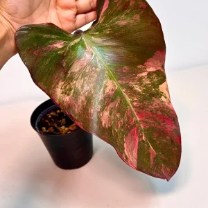 Variegated Philodendron Strawberry Shake Live Plant - Pink Philodendron Houseplant - Image 2