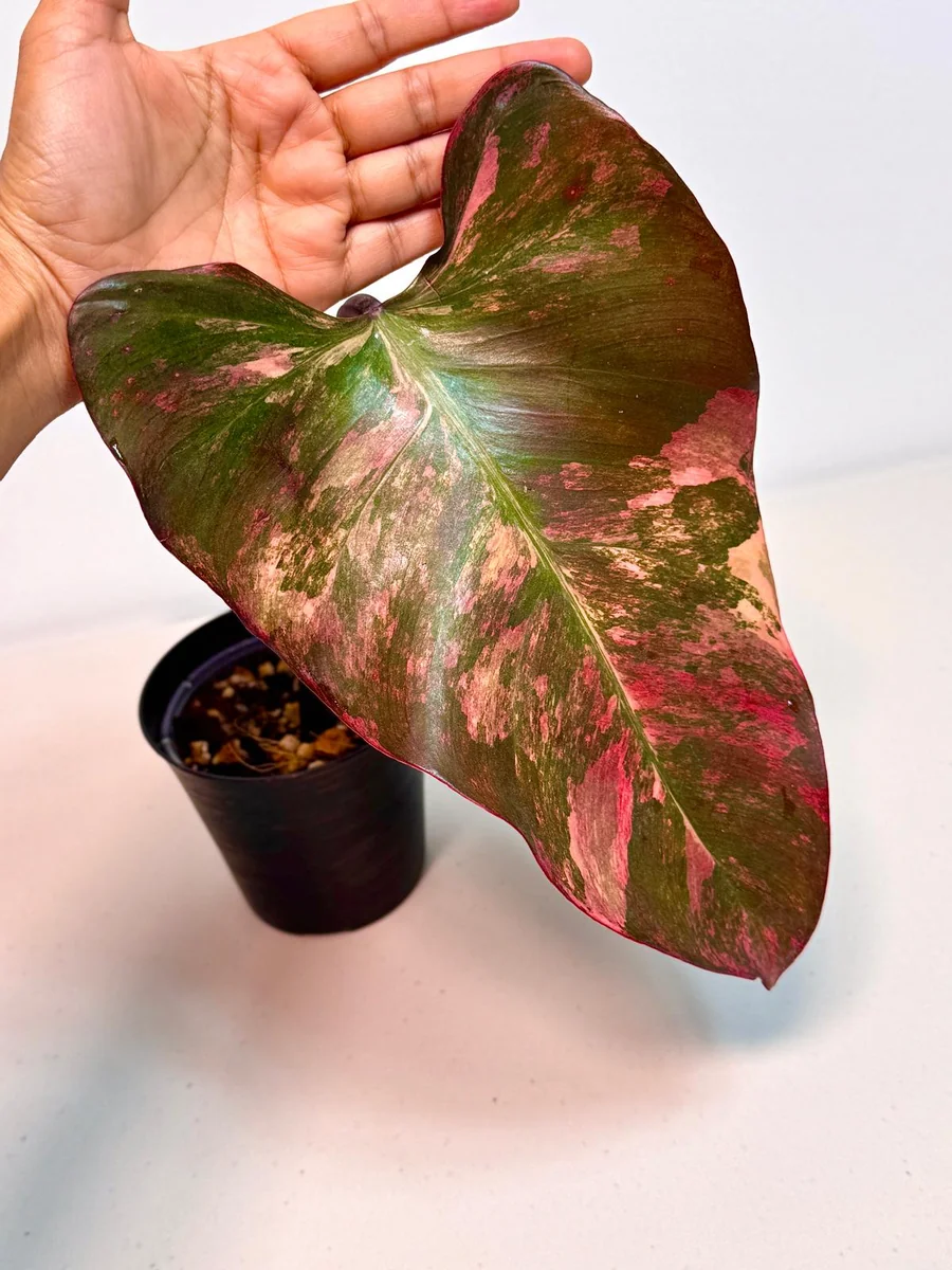 Variegated Philodendron Strawberry Shake Live Plant - Pink Philodendron Houseplant - Image 2