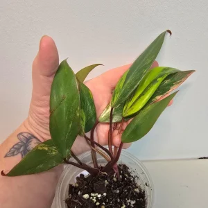 Variegated Philodendron Strawberry Shake Live Plant - Rare Pink Aroid Houseplant - Image 2