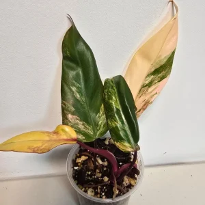 Variegated Philodendron Strawberry Shake Live Plant - Rare Pink Houseplant - Image 2