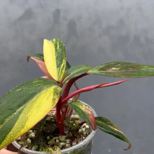 Variegated Philodendron Strawberry Shake Live Plant - Rare Houseplant - Image 2