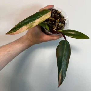 Variegated Philodendron Strawberry Shake Live Plant - Rare Indoor Aroid - Image 2