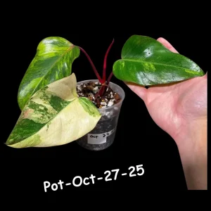 Variegated Philodendron Strawberry Shake Live Plant - Rare Aroid Houseplant - Image 2