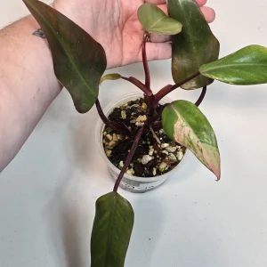 Variegated Philodendron Strawberry Shake Live Plant - Pink Philodendron - Image 2