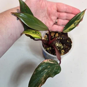 Variegated Philodendron Strawberry Shake Live Plant - Pink Philodendron - Image 2