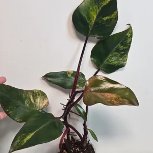 Variegated Philodendron Strawberry Shake Live Plant - Rare Pink Aroid Houseplant - Image 2