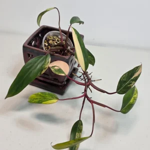 Variegated Philodendron Strawberry Shake Live Plant - Rare Pink Indoor Collector Plant - Image 3