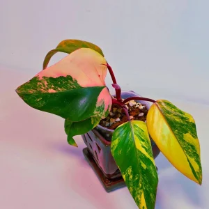 Variegated Philodendron Strawberry Shake Live Plant - Pink Philodendron Houseplant - Image 3