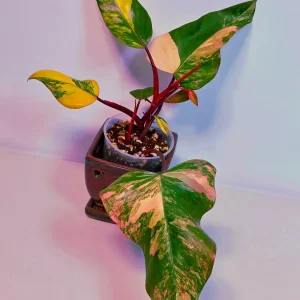 Variegated Philodendron Strawberry Shake Live Plant - Pink Philodendron Houseplant - Image 3