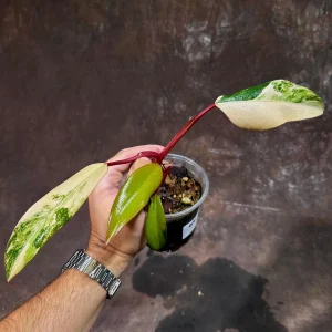 Variegated Philodendron Strawberry Shake Live Plant - Rare Pink Houseplant - Image 3