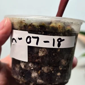 Variegated Philodendron Strawberry Shake Live Plant - Pink Philodendron Houseplant - Image 3