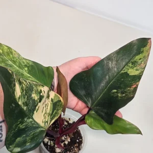 Variegated Philodendron Strawberry Shake Live Plant - Rare Indoor Pink Plant - Image 3