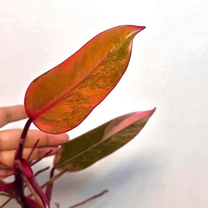 Variegated Philodendron Strawberry Shake Live Plant - Rare Pink Collector Plant - Indoor Houseplant - Image 3