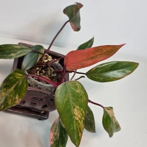 Variegated Philodendron Strawberry Shake Live Plant - Rare Pink Collector Houseplant - Image 3