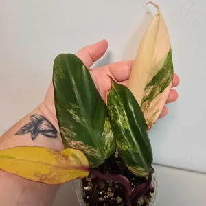 Variegated Philodendron Strawberry Shake Live Plant - Pink Houseplant - Image 3