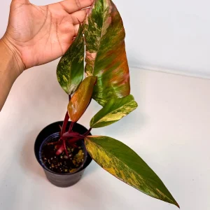 Variegated Philodendron Strawberry Shake Live Plant - Indoor - Pink & Green Foliage - Image 3