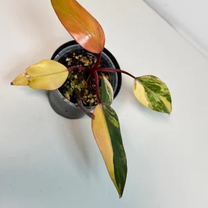 Variegated Philodendron Strawberry Shake Live Plant - Pink Aroid Houseplant - Image 3