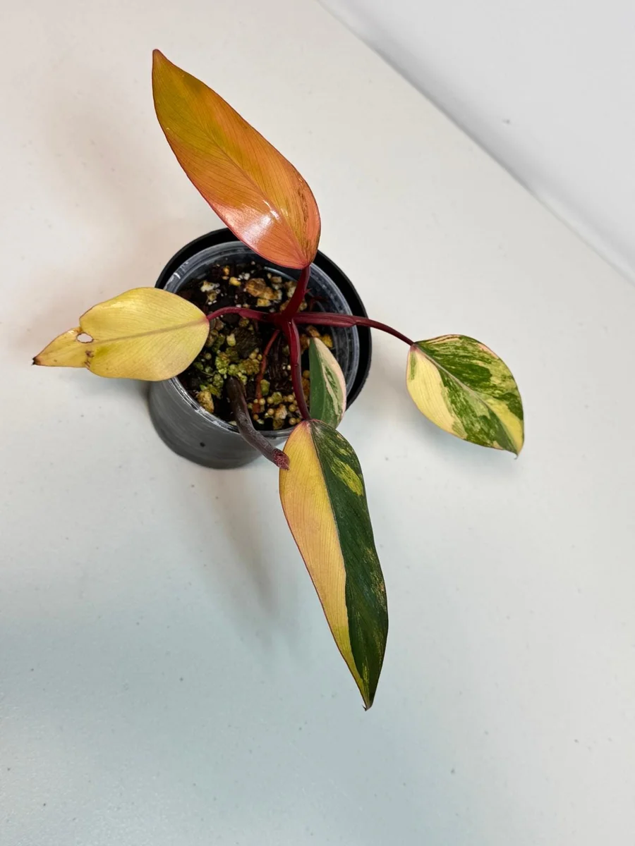 Variegated Philodendron Strawberry Shake Live Plant - Pink Aroid Houseplant - Image 3