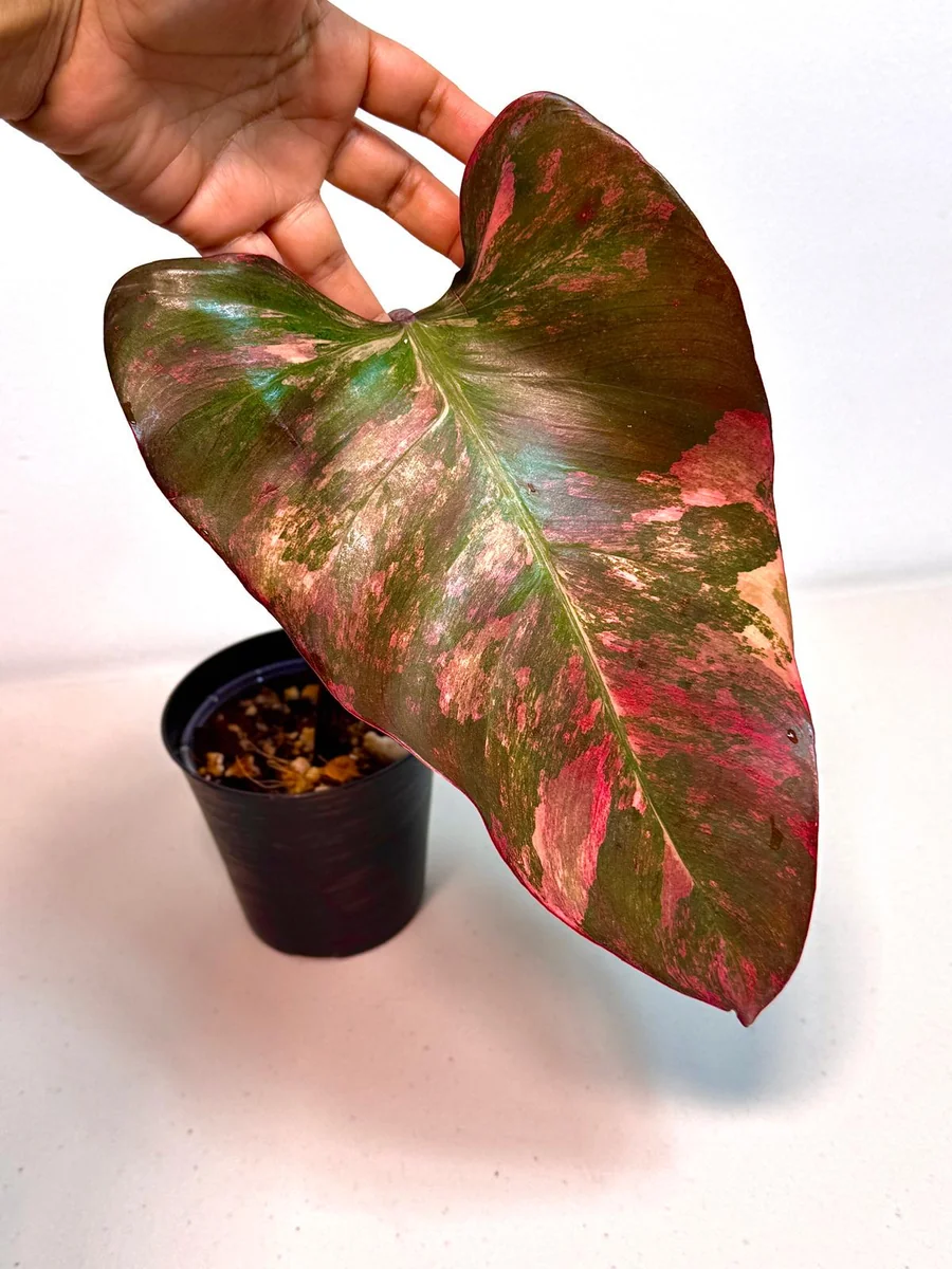 Variegated Philodendron Strawberry Shake Live Plant - Pink Philodendron Houseplant - Image 3