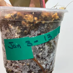 Variegated Philodendron Strawberry Shake Live Plant - Pink & White Foliage - Image 3