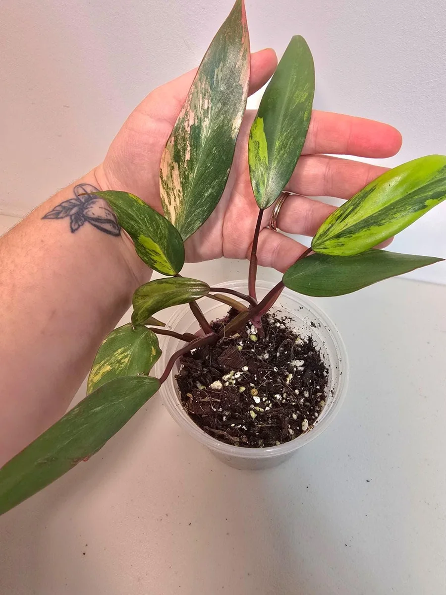 Variegated Philodendron Strawberry Shake Live Plant - Rare Pink Aroid Houseplant - Image 3