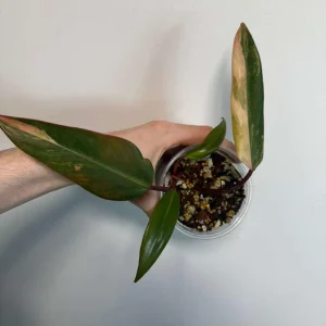 Variegated Philodendron Strawberry Shake Live Plant - Rare Indoor Aroid - Image 3