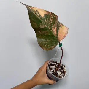 Variegated Philodendron Strawberry Shake Live Plant – Rare Indoor Aroid - Image 3