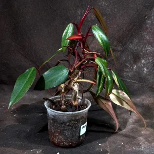 Variegated Philodendron Strawberry Shake Live Plant - Rare Indoor Houseplant - Image 3