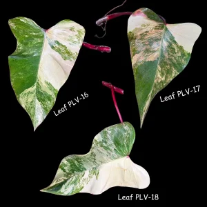 Variegated Philodendron Strawberry Shake Live Plant Cutting - Pink & Cream Foliage - Image 3