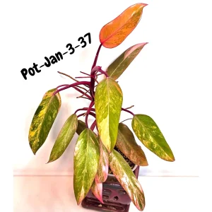 Variegated Philodendron Strawberry Shake Live Plant - Rare Pink & Yellow Foliage Houseplant - Image 3