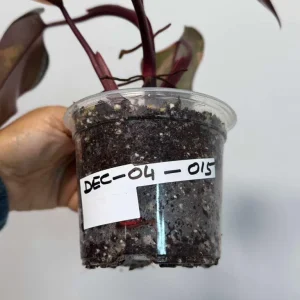 Variegated Philodendron Strawberry Shake Live Plant - Rare Indoor Plant - Image 3