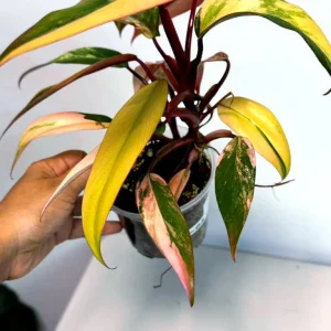 Variegated Philodendron Strawberry Shake Live Plant - Rare Houseplant - Image 3