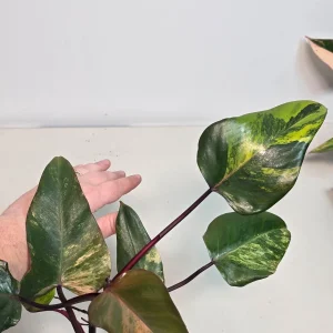 Variegated Philodendron Strawberry Shake Live Plant - Rare Pink Aroid Houseplant - Image 3