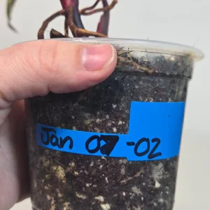 Variegated Philodendron Strawberry Shake Live Plant - Rare Pink Houseplant - Image 4