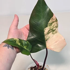 Variegated Philodendron Strawberry Shake Live Plant - Rare Pink Houseplant - Image 4