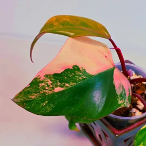 Variegated Philodendron Strawberry Shake Live Plant - Pink Philodendron Houseplant - Image 4