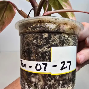 Variegated Philodendron Strawberry Shake Live Plant - Pink Philodendron - Image 4