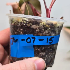 Variegated Philodendron Strawberry Shake Live Plant - Rare Pink Aroid Houseplant - Image 4