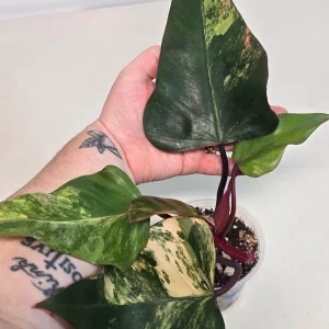 Variegated Philodendron Strawberry Shake Live Plant - Rare Indoor Pink Plant - Image 4