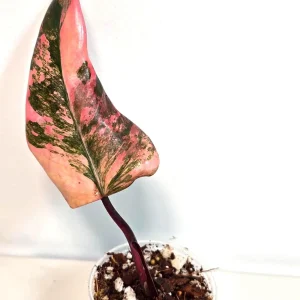 Variegated Philodendron Strawberry Shake Live Plant - Pink Philodendron - Image 4