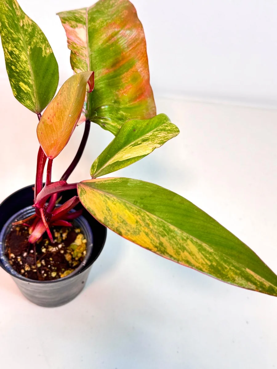 Variegated Philodendron Strawberry Shake Live Plant - Rare Pink Houseplant - Image 4