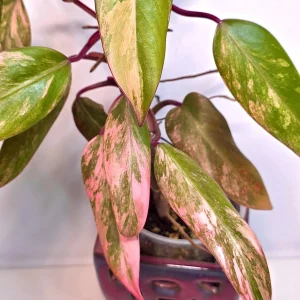 Variegated Philodendron Strawberry Shake Live Plant - Rare Pink Collector Plant - Indoor Houseplant - Image 4